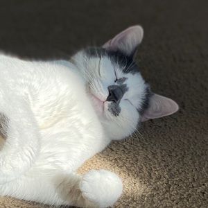 Meet your Posher, Alice